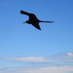 Galapagos 2012 - 43.jpg
