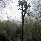 Galapagos 2012 - 56.jpg