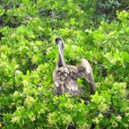 Galapagos 2012 - 58.jpg