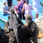 Galapagos 2012 - 89.jpg