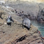Galapagos 2012 - 95.jpg