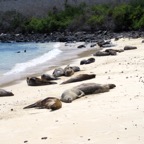 Galapagos 2012 - 103.jpg