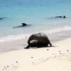 Galapagos 2012 - 106.jpg