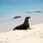 Galapagos 2012 - 107.jpg
