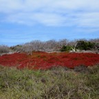 Galapagos 2012 - 110.jpg