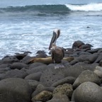 Galapagos 2012 - 113.jpg