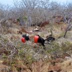 Galapagos 2012 - 115.jpg